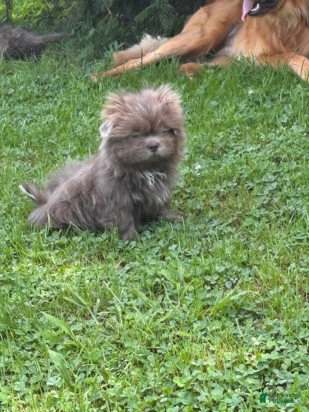 Shih Tzu dogs for sale: Archie - Ad 4