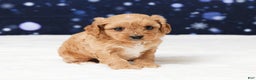 Cavapoo dogs for sale: Sheila - Ad 3