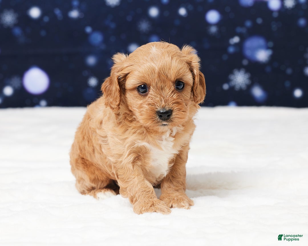 Cavapoo dogs for sale: Sheila - Ad 3