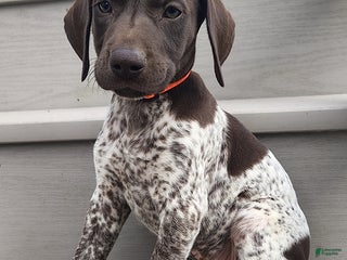 German Shorthaired Pointer dogs - Ad 40
