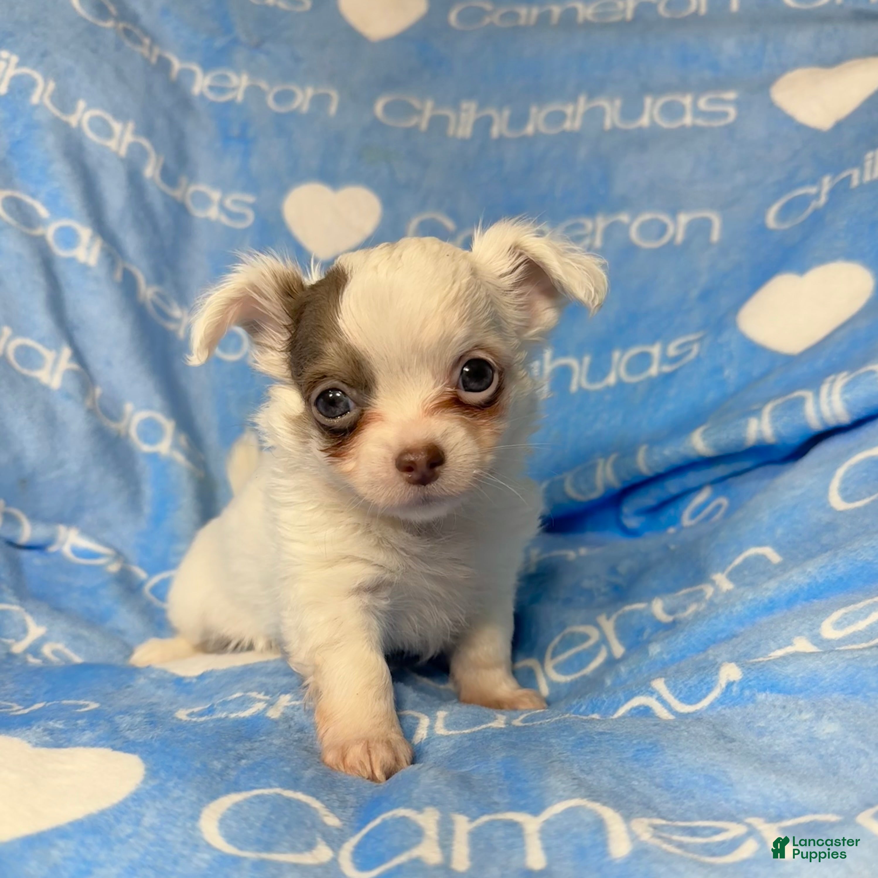 Chihuahua dogs Dagan Lavender Spotted LC - Ad 8