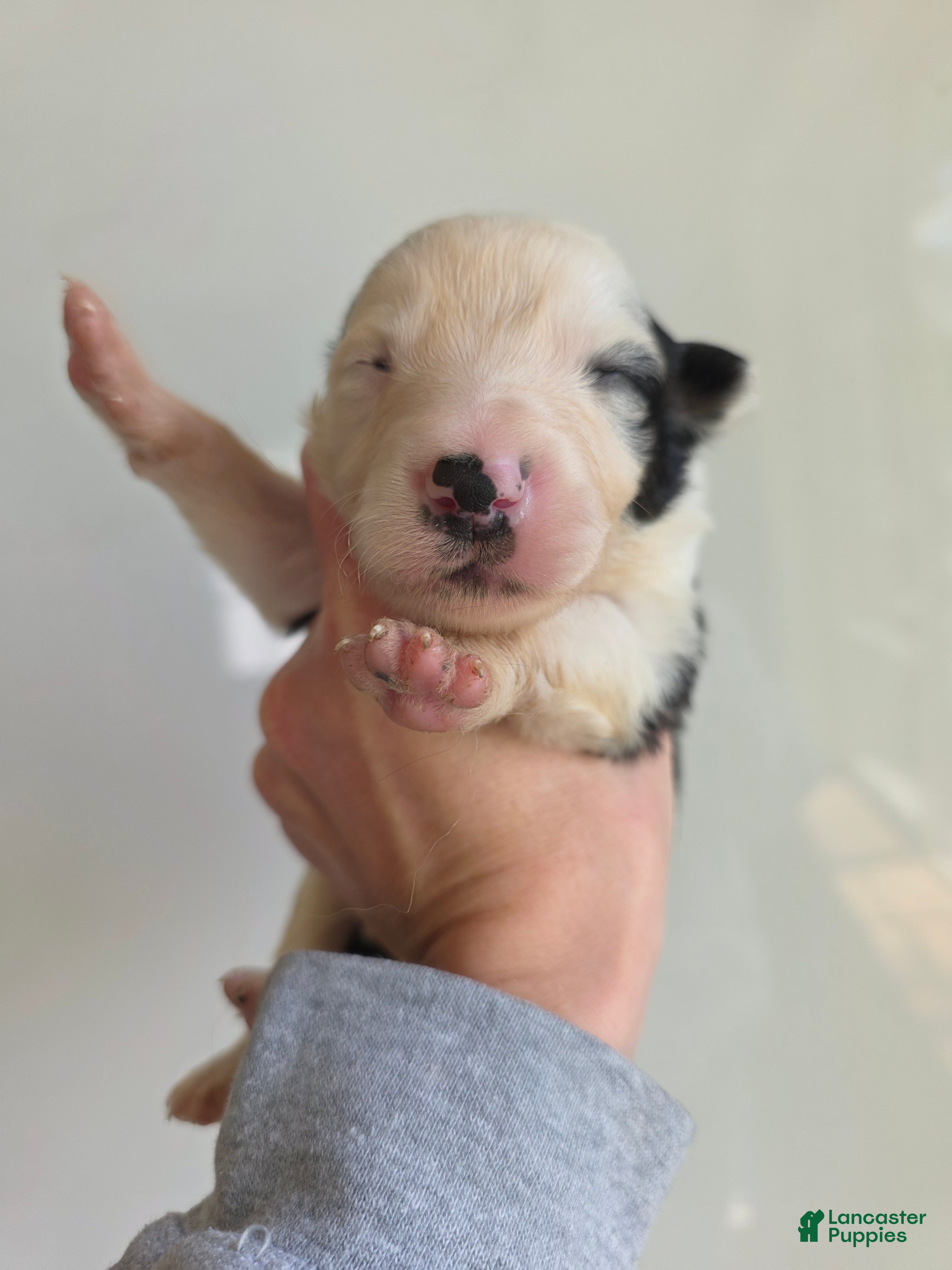 Border Collie dogs Gordy - Ad 6