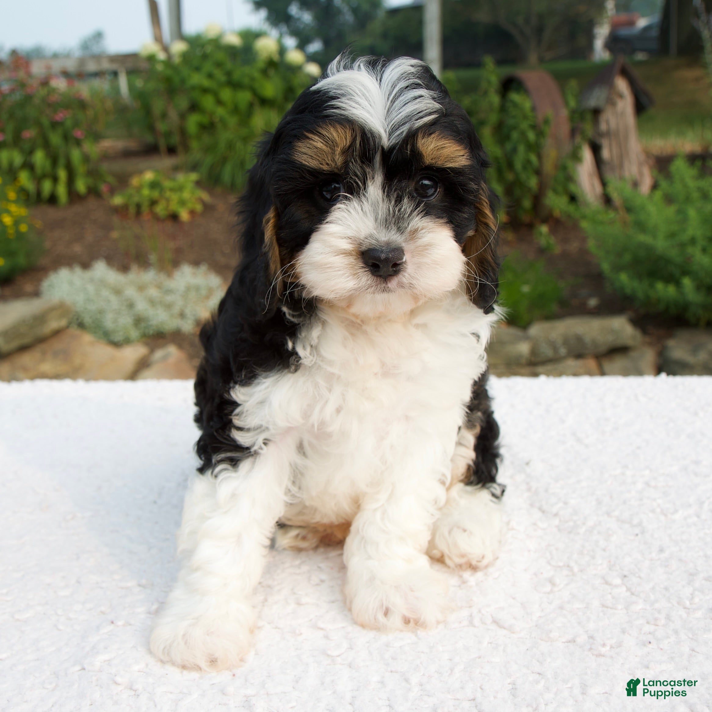 Cavapoo dogs Dante - Ad 2