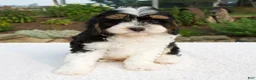 Cavapoo dogs for sale: Dante - Ad 2