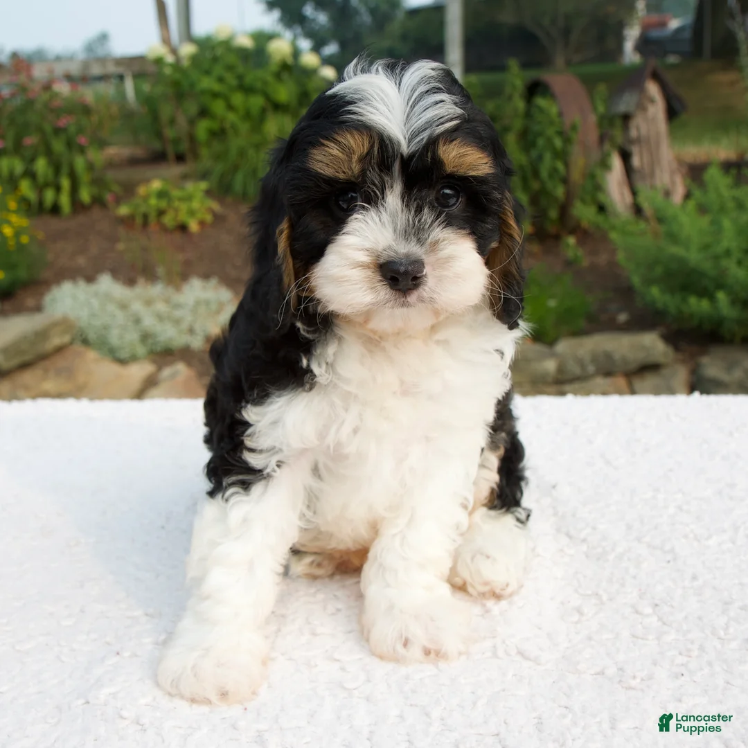 Cavapoo dogs for sale: Dante - Ad 2