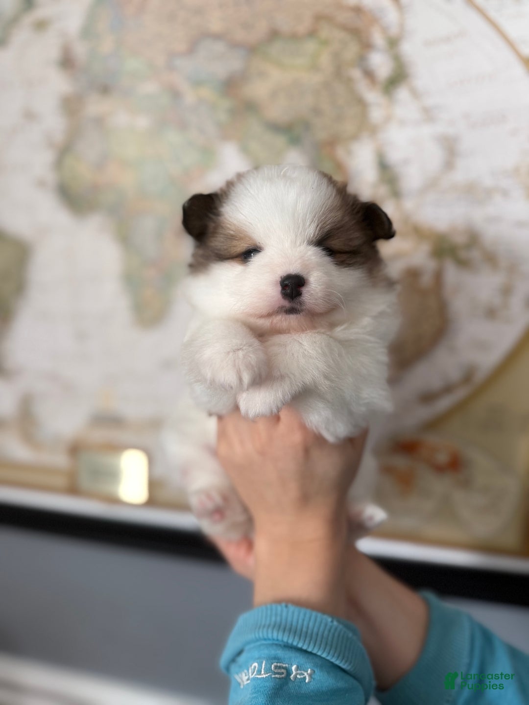 Pomeranian dogs for sale: Pomeranian Puppy 3 - Ad 2