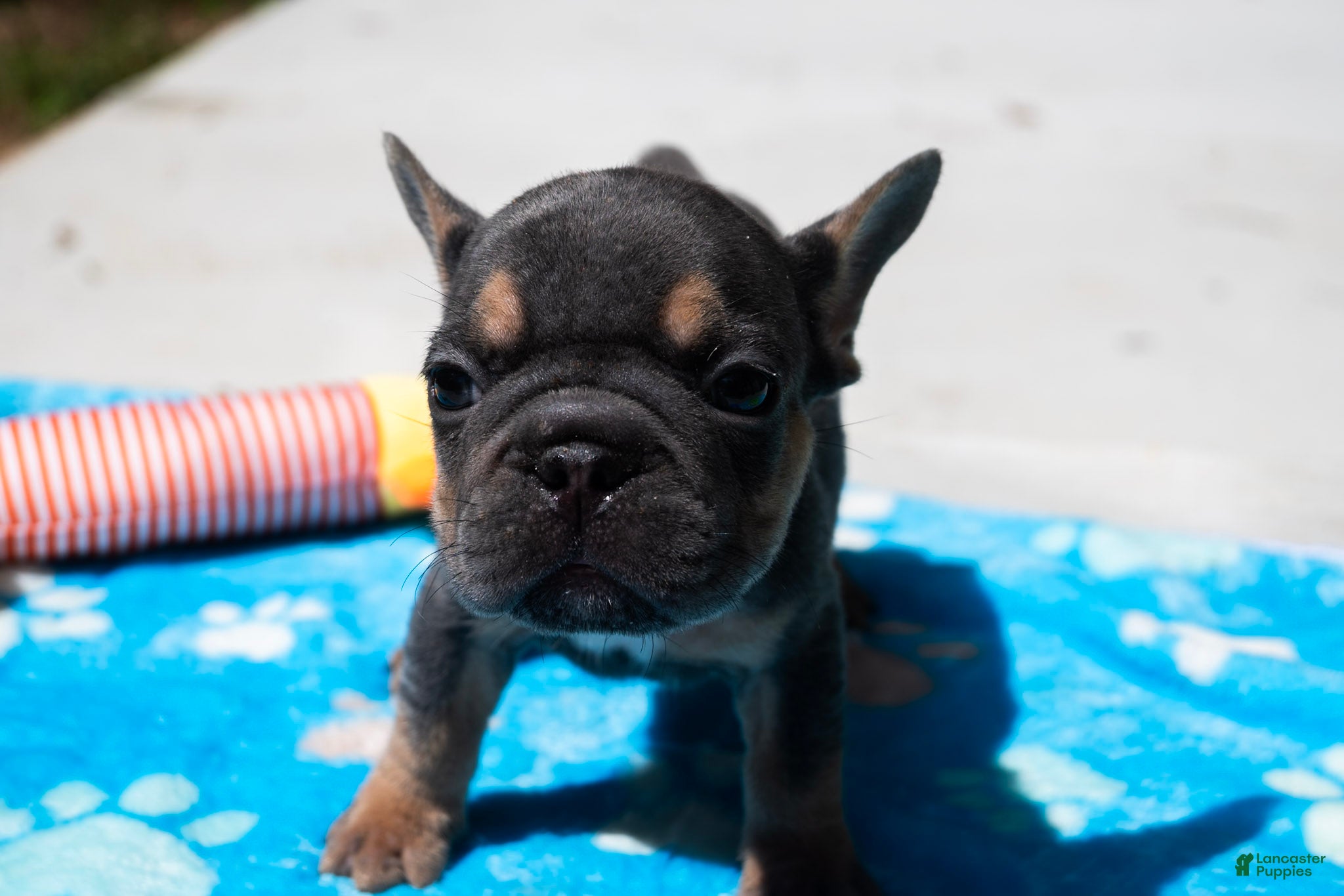 French Bulldog dogs LilBoy - Ad 41