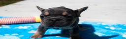 French Bulldog dogs for sale: LilBoy - Ad 1