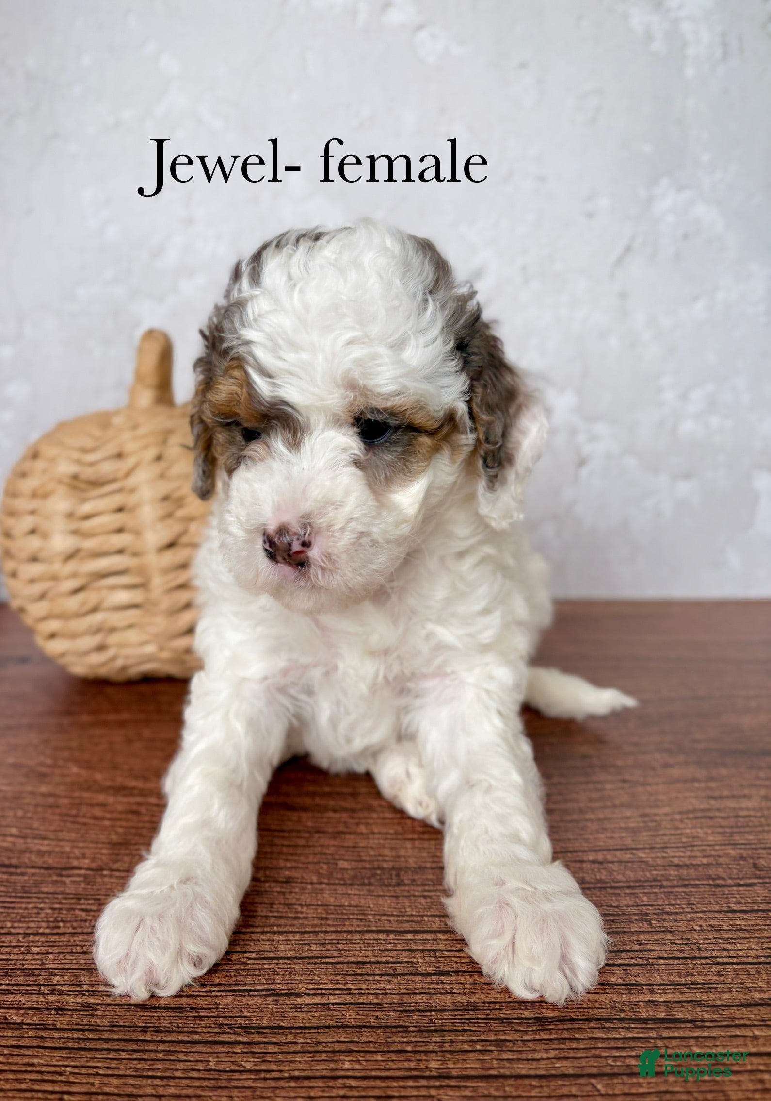 Mini Goldendoodle dogs for sale: Jewel - Ad 1