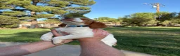 Brittany Spaniel dogs for sale: Brittany Spaniel 4 - Ad 12