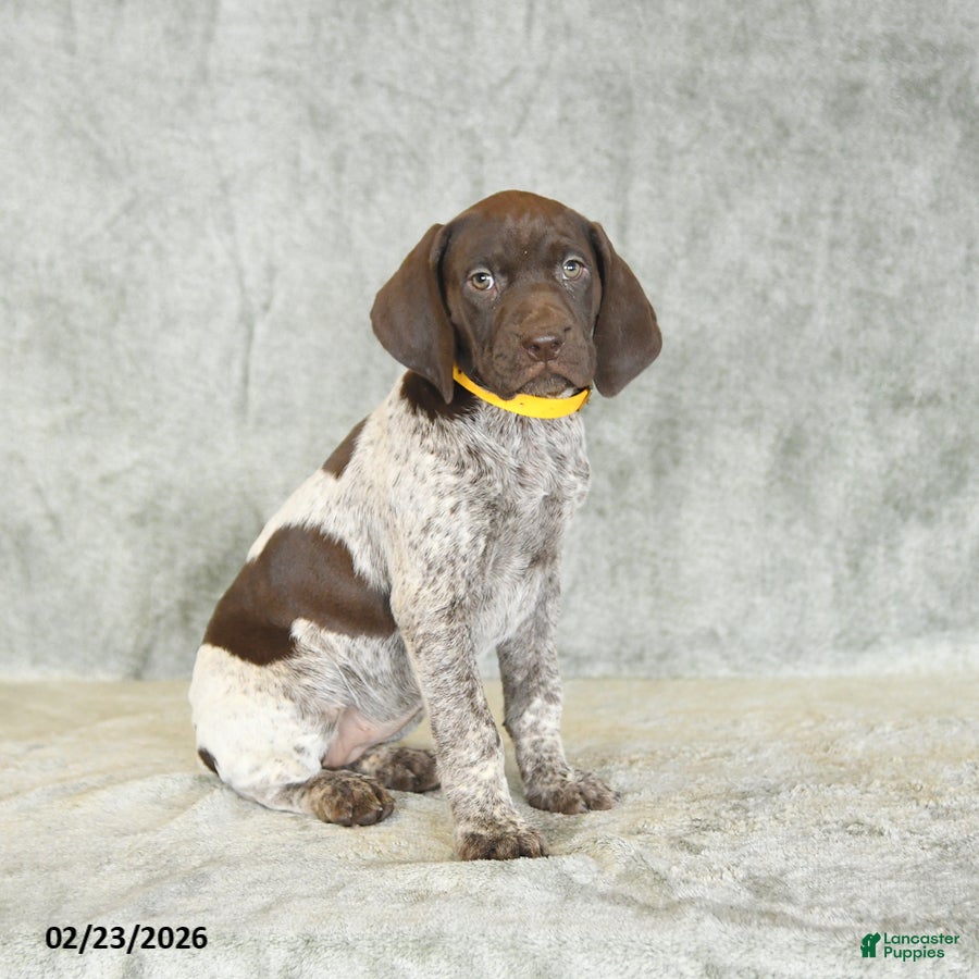 German Shorthaired Pointer dogs Beth - Ad 1