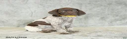 German Shorthaired Pointer dogs for sale: Beth - Ad 1