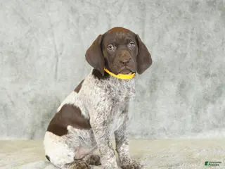 German Shorthaired Pointer dogs for sale: Beth - Ad 4