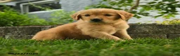 Golden Retriever dogs for sale: Penelope - Ad 3