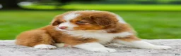 Miniature Australian Shepherd dogs for sale: Coby - Ad 4