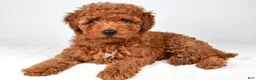 Miniature Poodle dogs for sale: Sammy - Ad 6