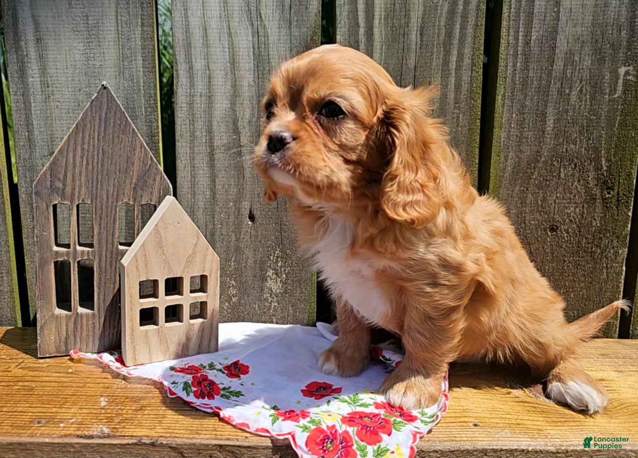 Cavalier King Charles Spaniel dogs Henry - Ad 28