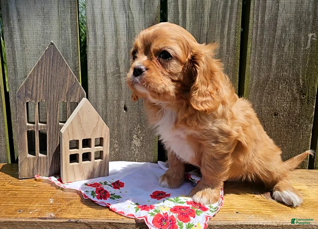 Cavalier King Charles Spaniel dogs for sale: Henry - Ad 1