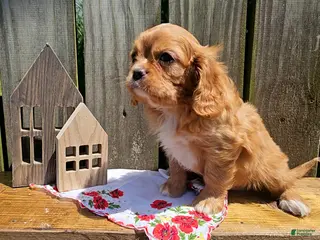 Cavalier King Charles Spaniel dogs Henry - Ad 18