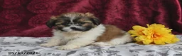 Shih Tzu dogs for sale: Snowball - Ad 3