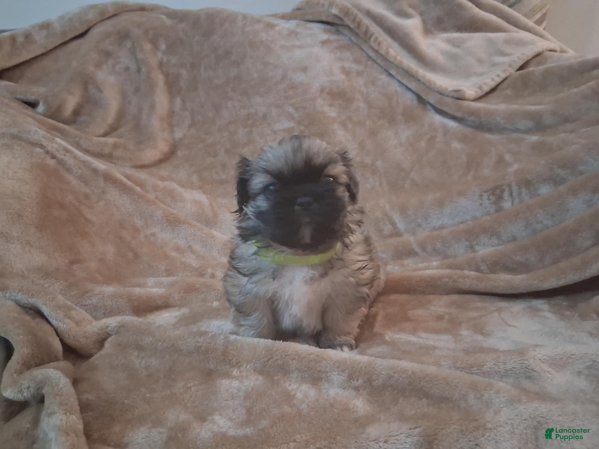 Monty