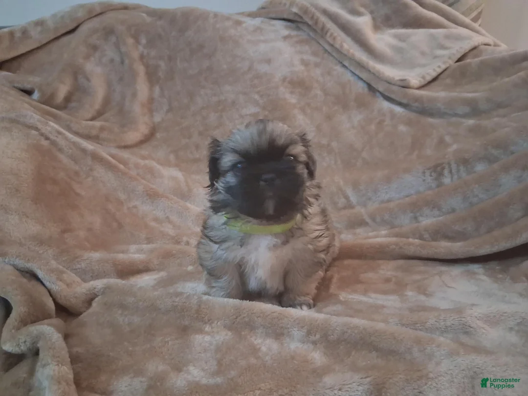 Pekingese dogs for sale:  Monty - Ad 1