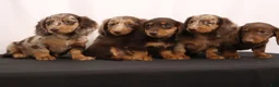 Dachshund dogs for sale: Duke - Ad 24