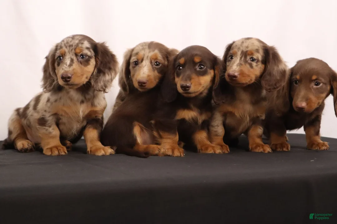 Dachshund dogs for sale: Duke - Ad 24