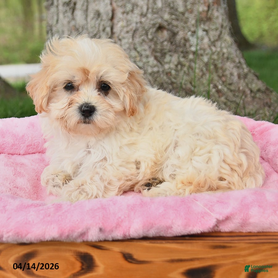 Maltipoo dogs Kara - Ad 2