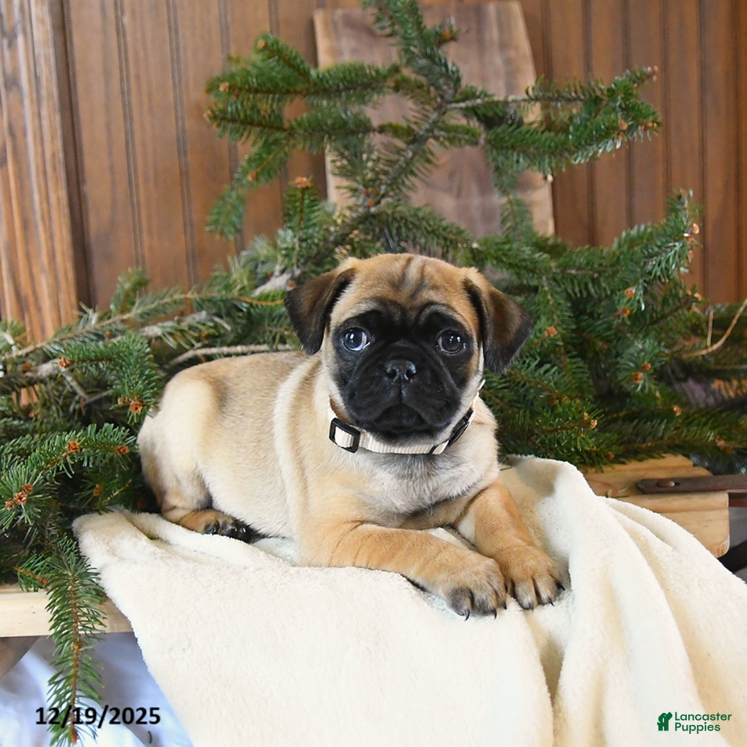 Mixed Breed dogs for sale: Oliver - Ad 2