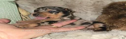 Miniature Pinscher dogs for sale: Charlotte black blue merle - Ad 3
