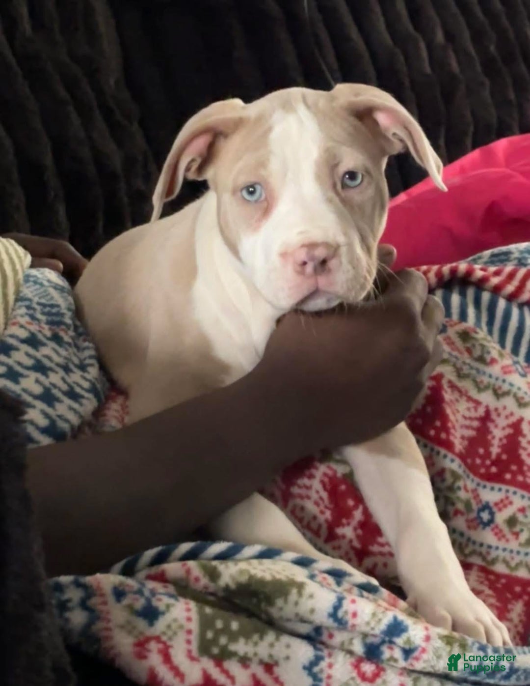 American Bully dogs for sale: American Bully Puppy 1 - Ad 3