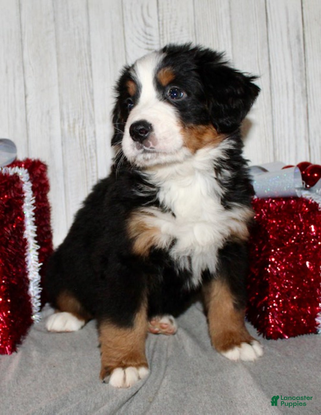 Bernese Mountain Dog dogs for sale: Leo - Ad 7