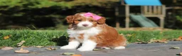 Cavapoo dogs for sale: Goldie - Ad 6