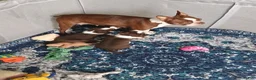 Mixed Breed dogs for sale: Mixed Breed 2 - Ad 19