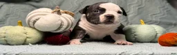 American Bully dogs for sale: Black Ticked Trindle 2 - Ad 5