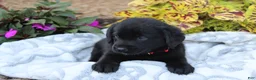 Labrador Retriever dogs for sale: Milo - Ad 2