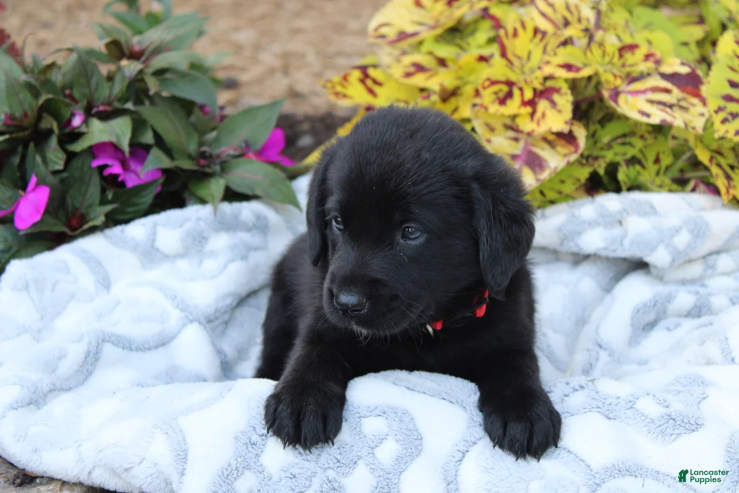 Labrador Retriever dogs for sale: Milo - Ad 2