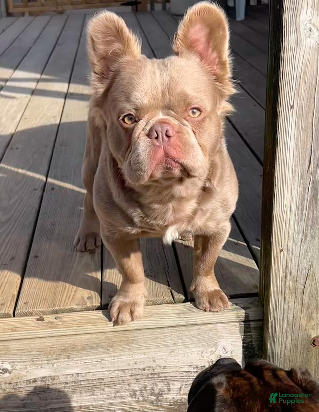 French Bulldog dogs for sale: French Bulldog Puppy 3 - Ad 6