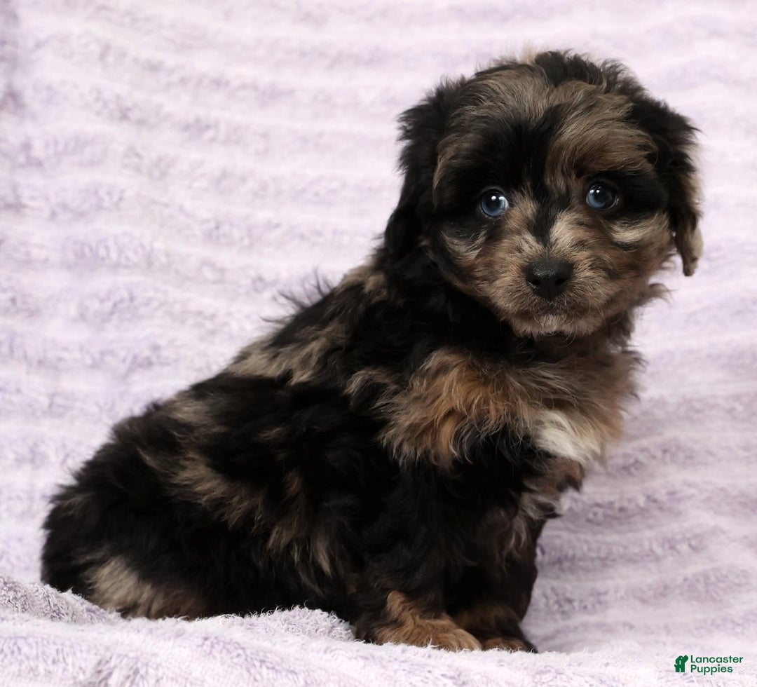 Mini Aussiedoodle dogs for sale: Missy - Ad 2