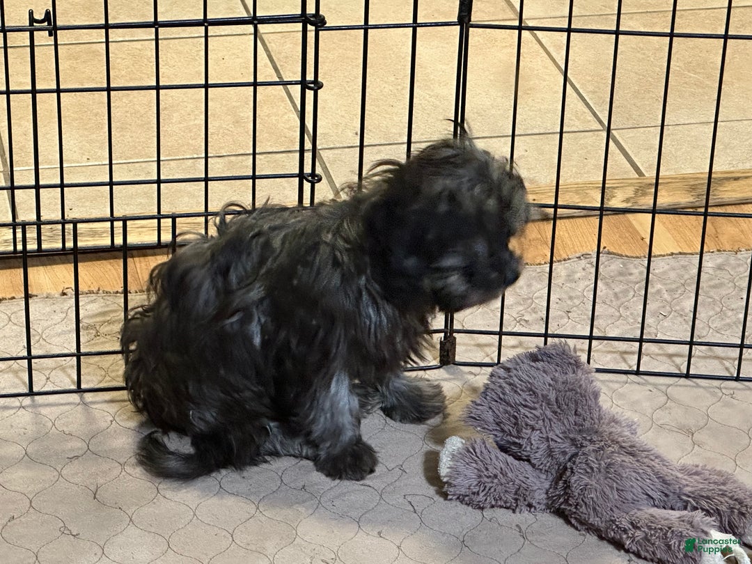 Shihpoo dogs for sale: Shihpoo Puppy 4 - Ad 2