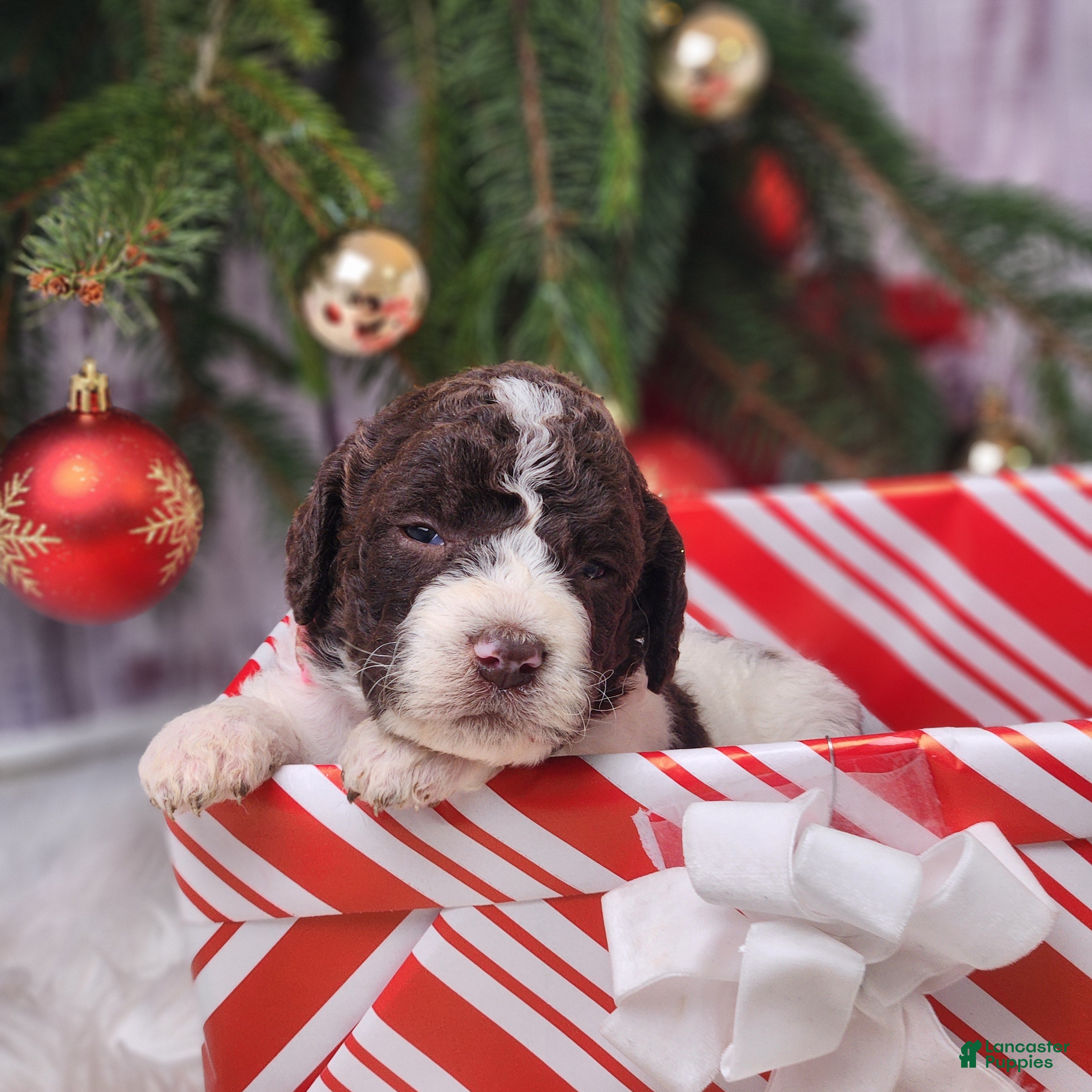Labradoodle dogs Charlotte - F1B - Ad 1
