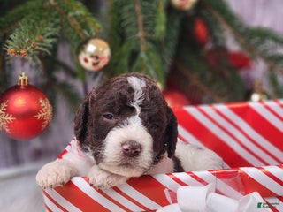 Labradoodle dogs Charlotte - F1B - Ad 15