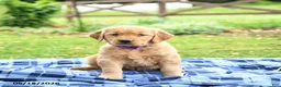 Golden Retriever dogs for sale: Cassidy - Ad 5