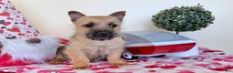 Cairn Terrier dogs for sale: Joy  - Ad 2