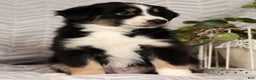 Miniature Australian Shepherd dogs for sale: Jimmy - Ad 8