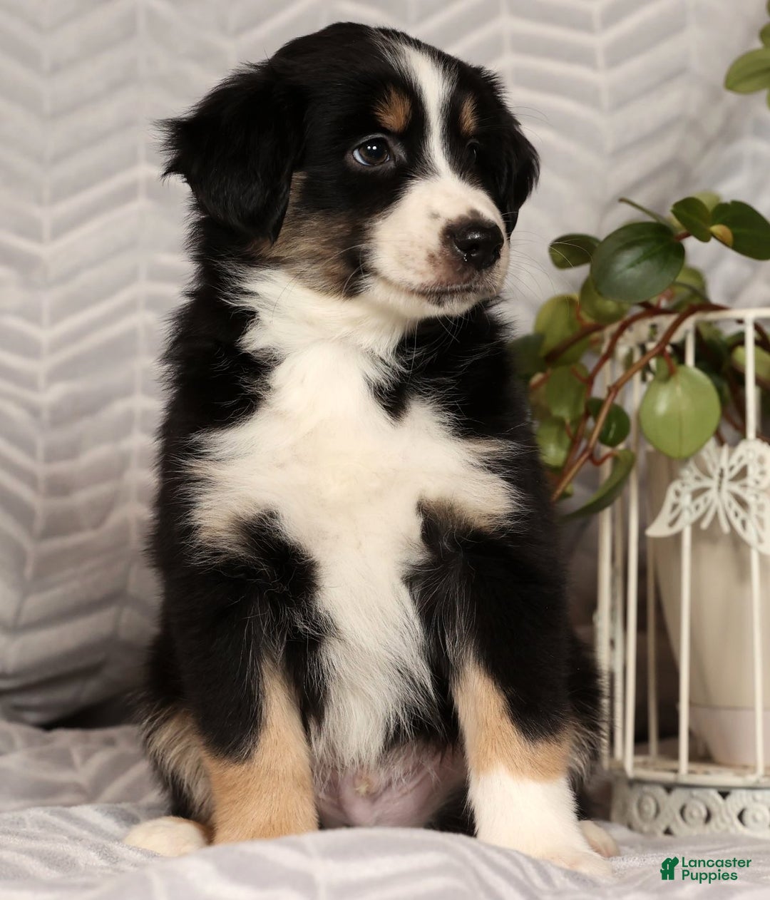 Miniature Australian Shepherd dogs for sale: Jimmy - Ad 8
