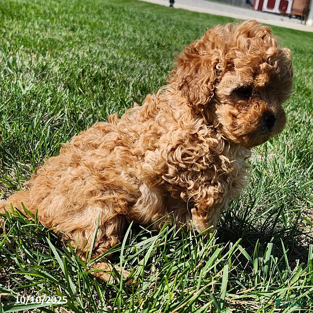 Cavapoo dogs for sale: Jake - Ad 21