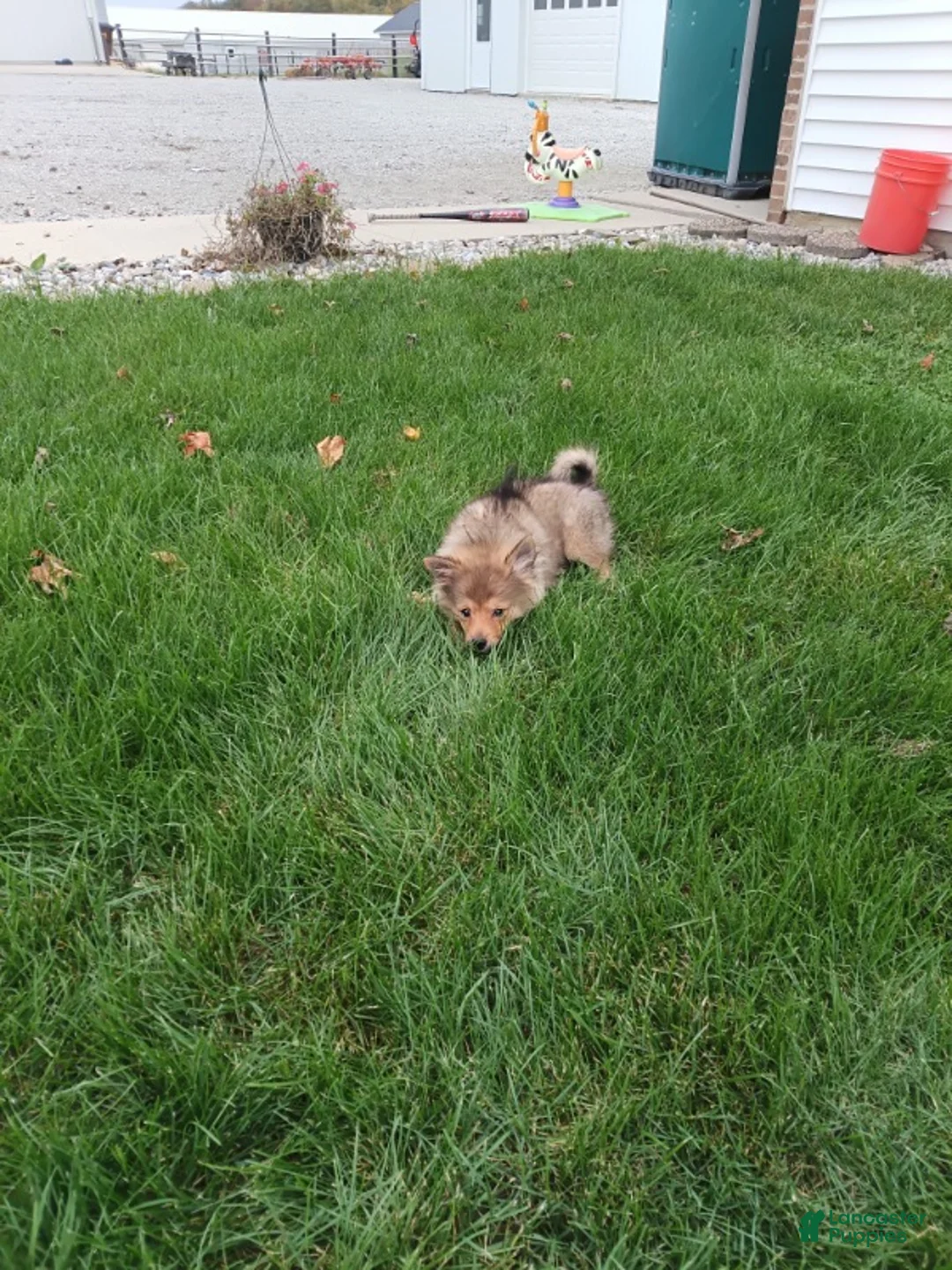 Pomsky dogs for sale: Boy 2 - Ad 3