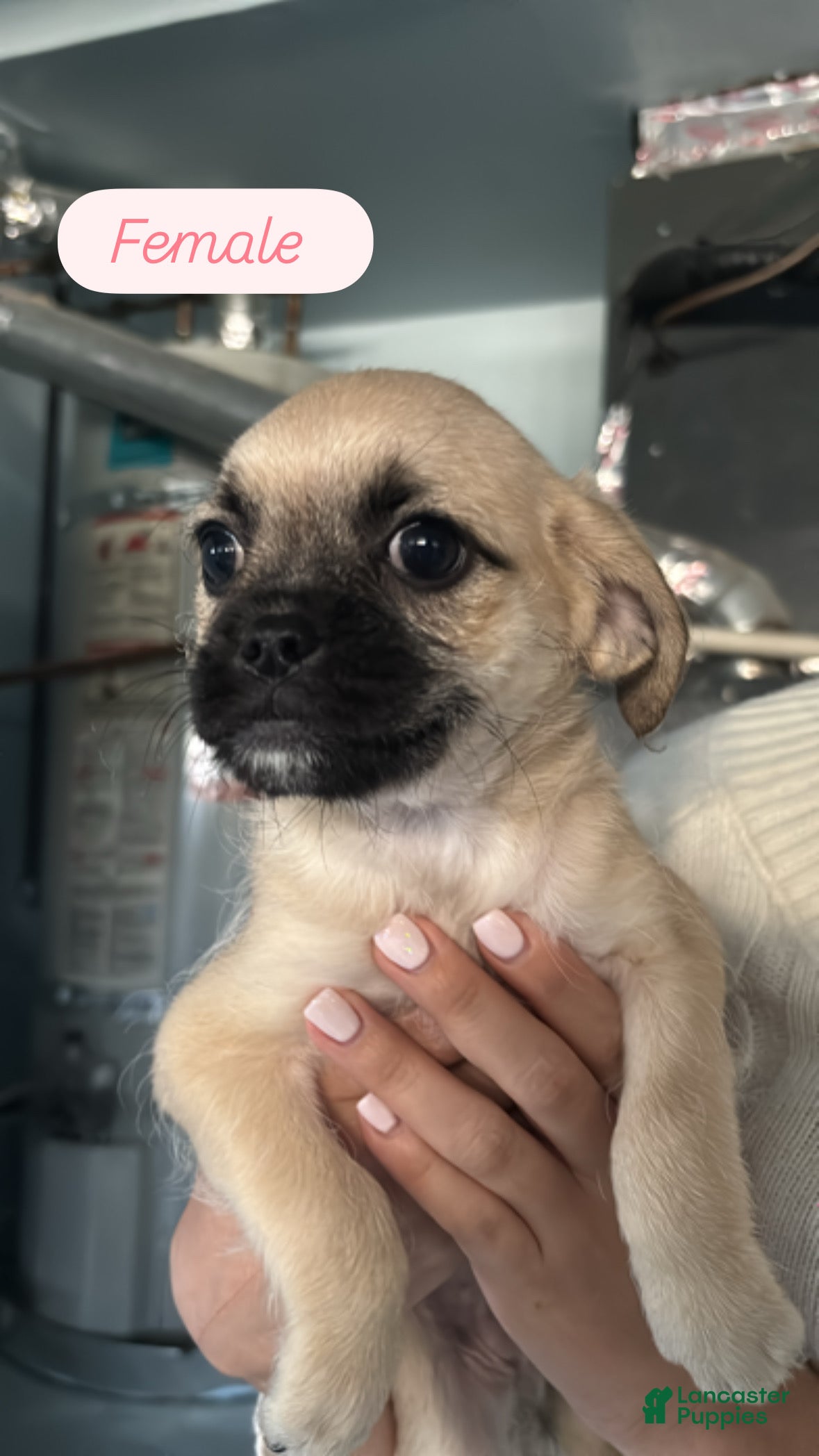 Mixed Breed dogs Buttercup - Ad 17